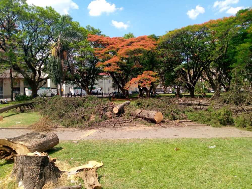 Council replaces old trees in Africa Unity Square