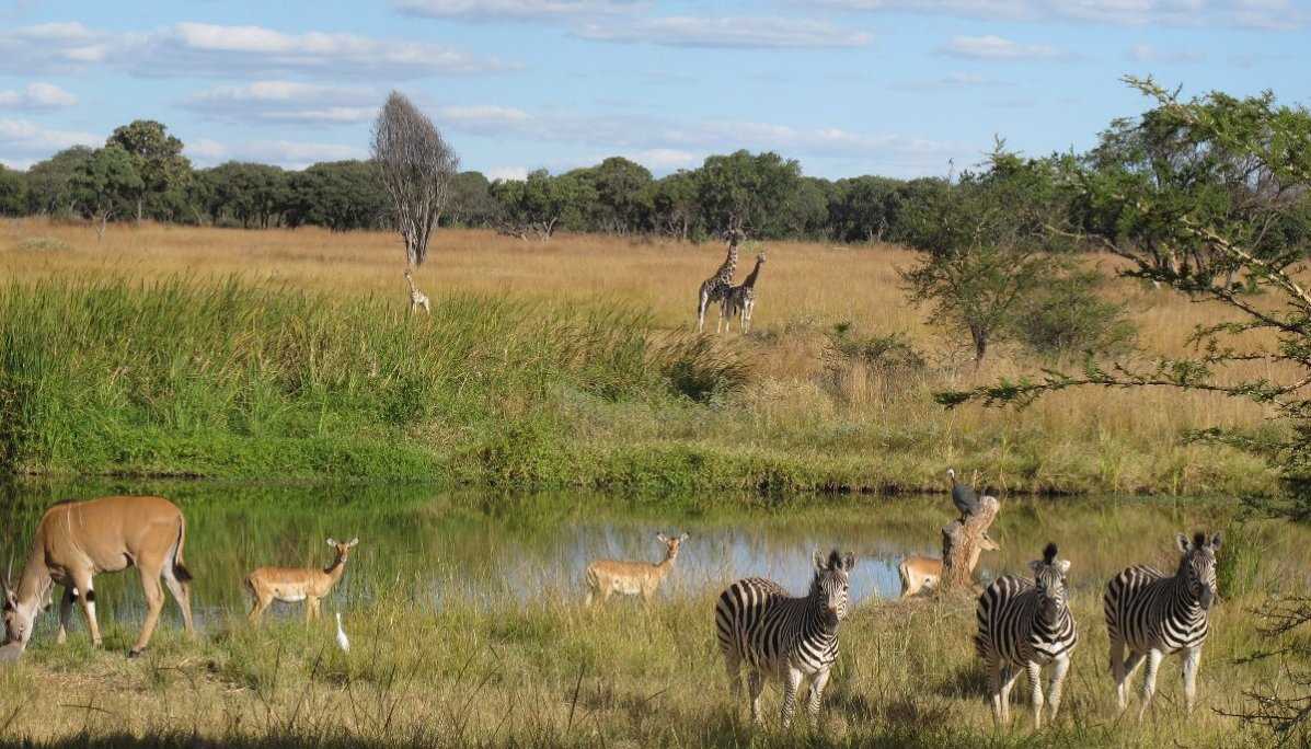 Mukuvisi Woodlands